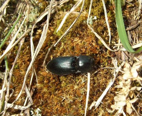 Selatosomus aeneus