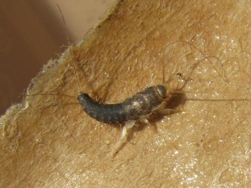 Réf. 44 335 : Ctenolepisma longicaudata