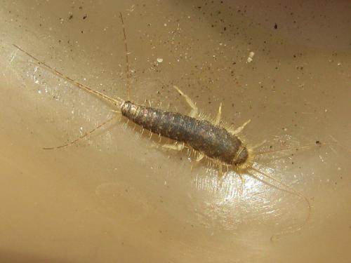 Réf. 44 337 : Ctenolepisma longicaudata