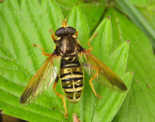 Caliprobola speciosa