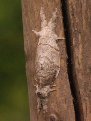 Réf. 44 097 : Calliteara pudibunda