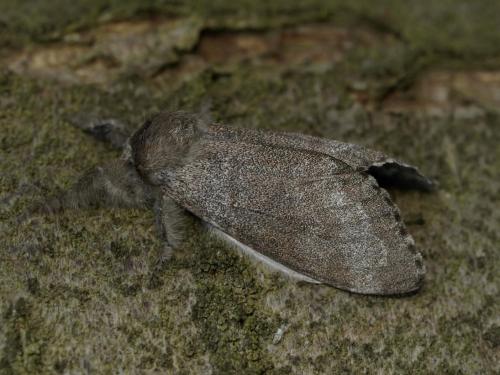 Réf. 44 117 : Calliteara pudibunda