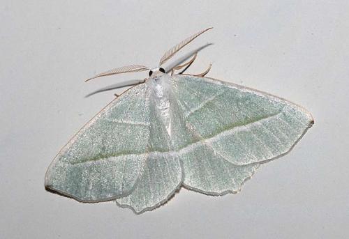 Réf. 44 858 : Campaea margaritaria