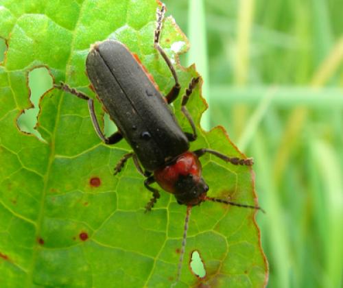 Cantharis fusca
