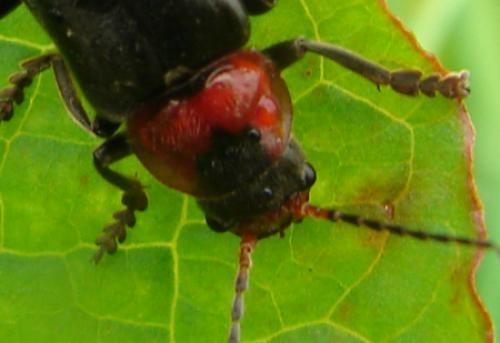 Cantharis fusca