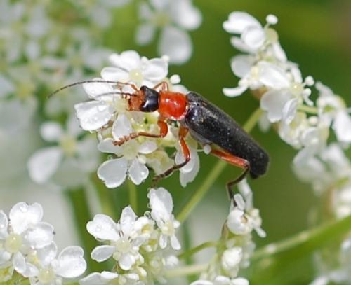 Cantharis pellucida