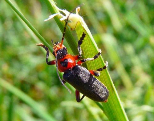 Réf. 44 289 : Cantharis rustica