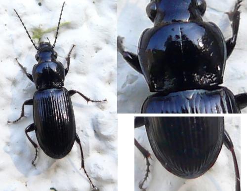 Réf. 44 306 : Pterostichus anthracinus