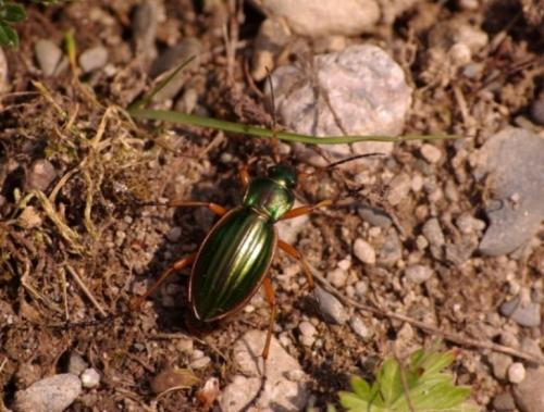 Carabus auratus