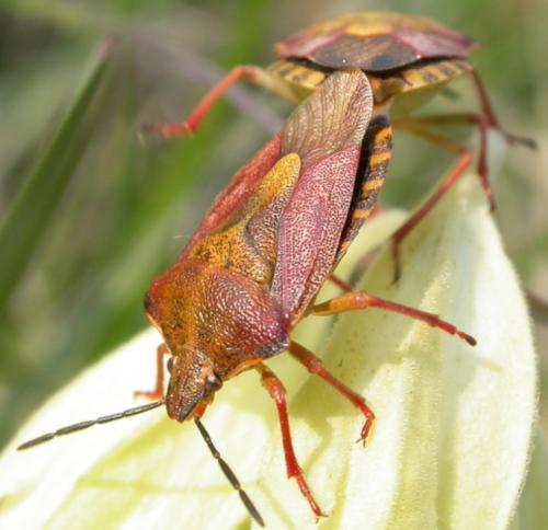 Carpocoris purpureipennis