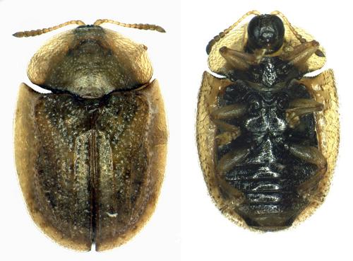 Hypocassida subferruginea