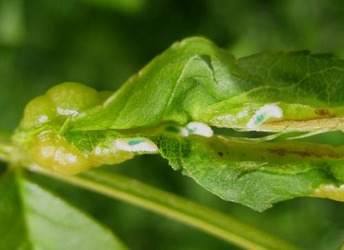 Dasineura acrophila