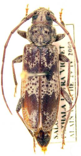 Tropicophanes fasciatus