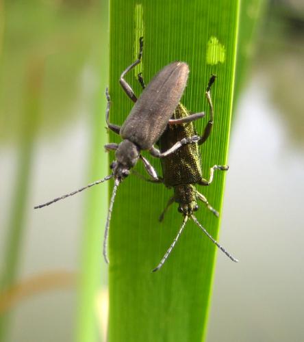 Réf. 44 913 : Donacia cinerea