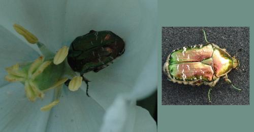 Cetonia aurata aurata
