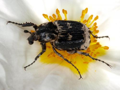 Valgus hemipterus