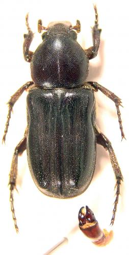 Réf. 44 360 : Coenochilus sp.