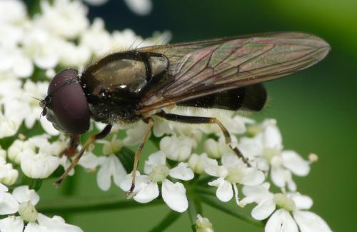 Cheilosia scutellata
