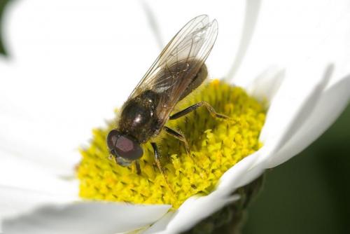 Cheilosia bergenstammi