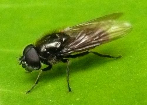 Réf. 44 682 : Cheilosia sp.