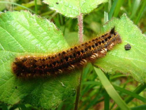 Euthrix potatoria