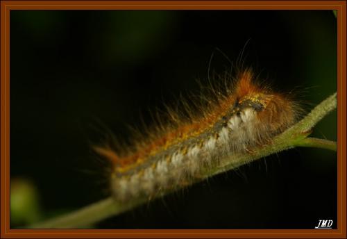 Euthrix potatoria