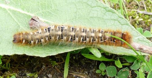 Lasiocampa quercus