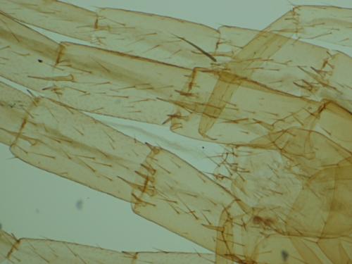 Lithobius sp.
