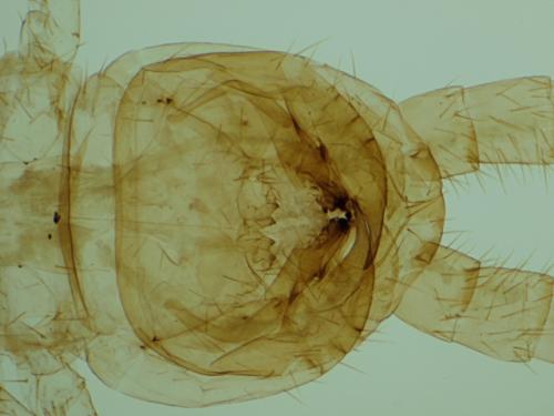 Lithobius sp.