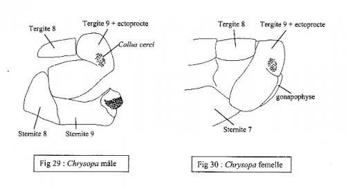 Chrysopa sp.