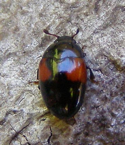 Réf. 44 205 : Tritoma bipustulata