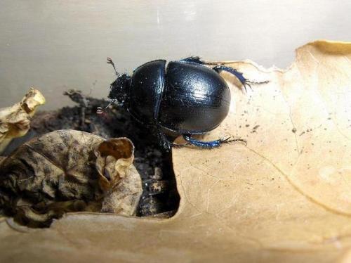 Anoplotrupes stercorosus