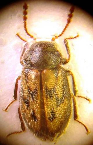 Phloiophilus edwardsii
