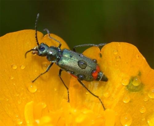 Réf. 44 421 : Malachius bipustulatus