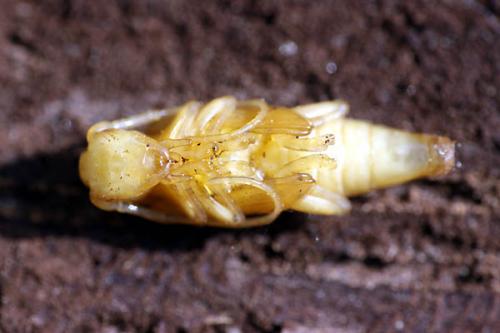 Réf. 44 271 : Saperda punctata