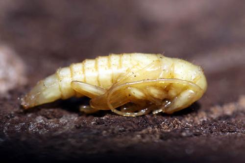Réf. 44 272 : Saperda punctata