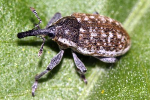 Réf. 44 502 : Larinus longirostris