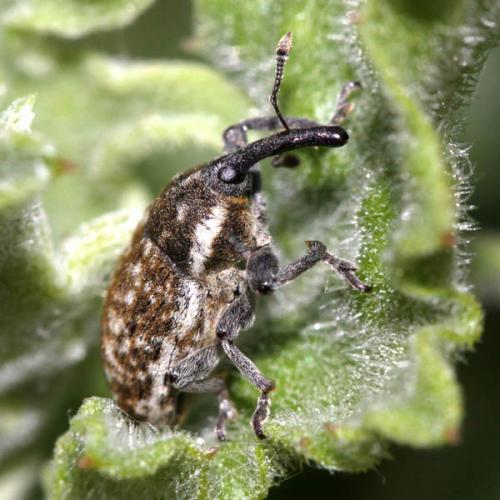Réf. 44 503 : Larinus longirostris