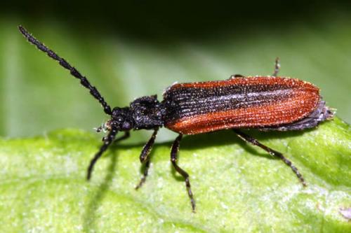 Réf. 44 636 : Omalisus fontisbellaquei
