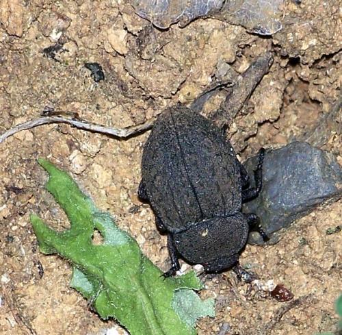 Asida sp.