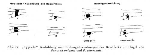 Panorpa divers