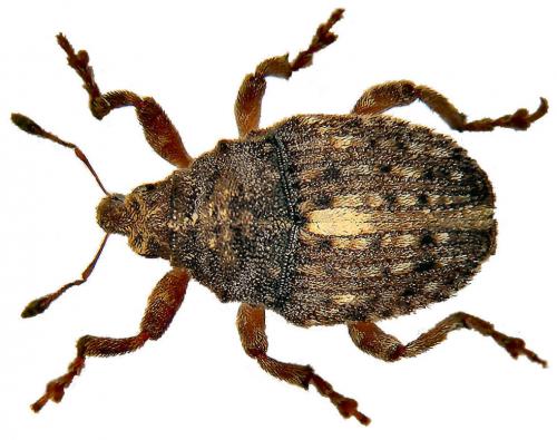 Phrydiuchus sp.