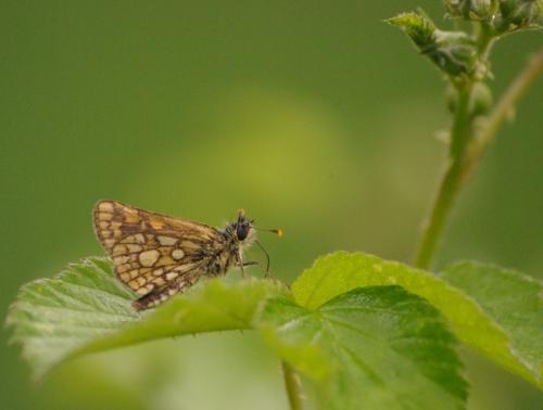 Carterocephalus palaemon