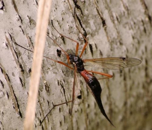 Réf. 44 766 : Tanyptera atrata