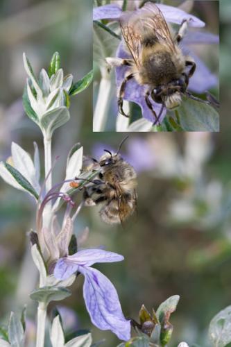 Anthophora plumipes
