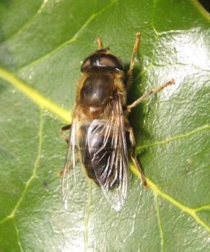Eristalis pertinax