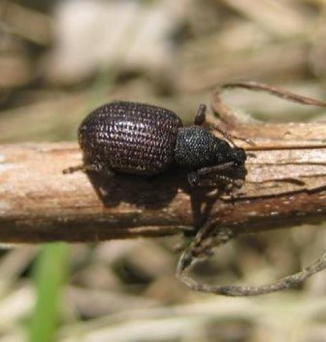 Otiorhynchus rugosostriatus
