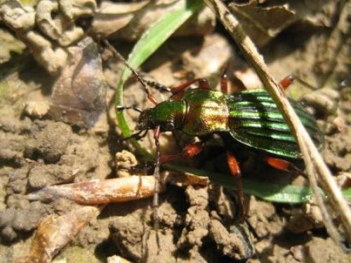 Carabus auronitens auronitens