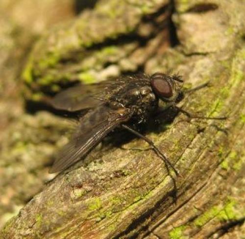 Pollenia sp.