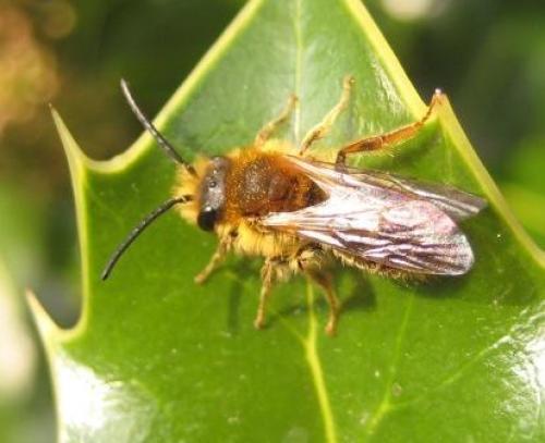 Osmia sp.